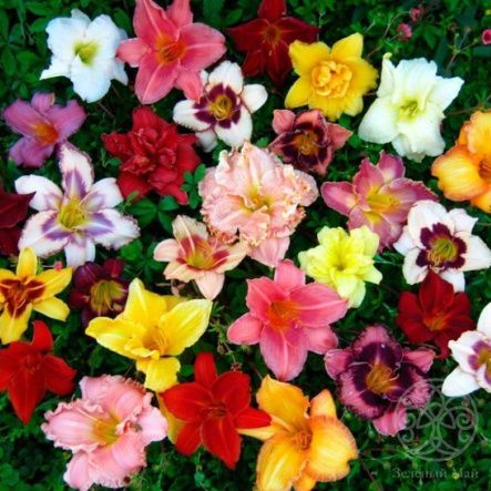 Лилейник в ассортименте