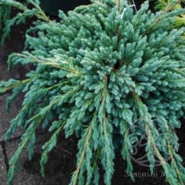 Можжевельник Блю Спайдер чешуйчатый