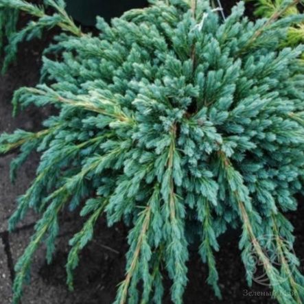 Можжевельник Блю Спайдер чешуйчатый