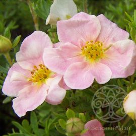 Лапчатка Пинк Квин кустарниковая 