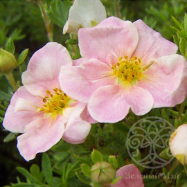 Лапчатка Пинк Квин кустарниковая 