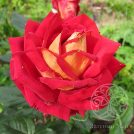 Роза Кроненбург чайно-гибридная