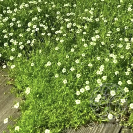 Мшанка шиловидная