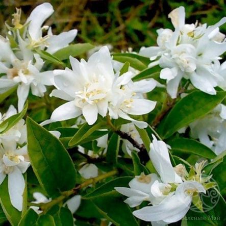 Чубушник Зоя Космодемьянская венечный