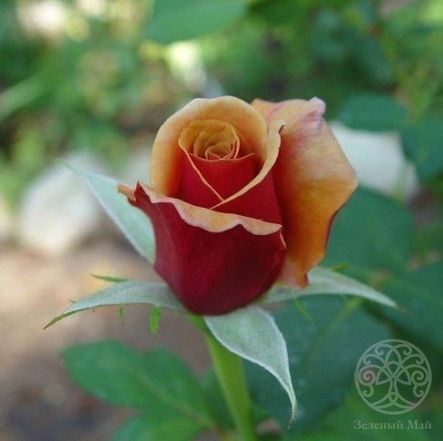 Роза Эспрессо чайно-гибридная