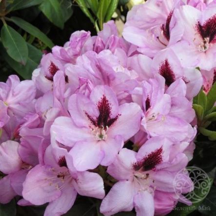 Рододендрон Лугано гибридный 75 см