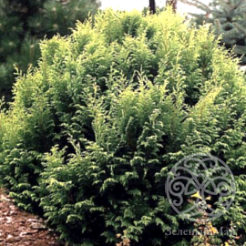 Кипарисовик Плюмоза Роджерси горохоплодный 