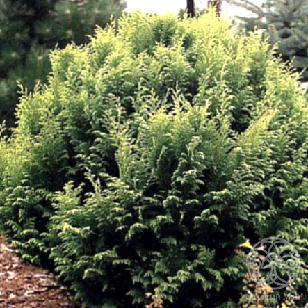 Кипарисовик Плюмоза Роджерси горохоплодный 