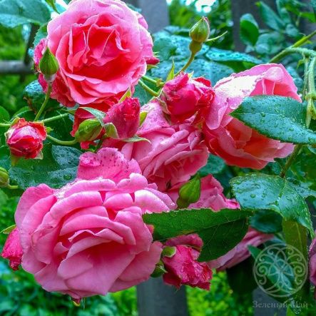 Роза Лавиния клаймбер