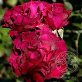 Роза Сомм 2016 шраб