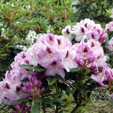 Рододендрон Лугано гибридный 75 см