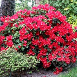 Рододендрон Скарлет Вондер ползучий 