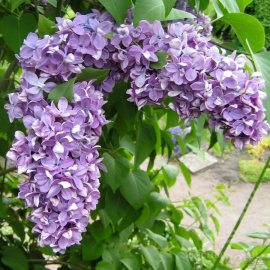 Сирень Максимович