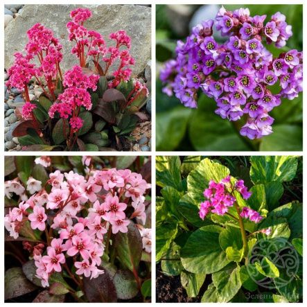 Бадан в ассортименте