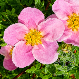 Лапчатка Блинк кустарниковая