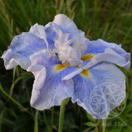 Ирис Вейв Экшн мечевидный