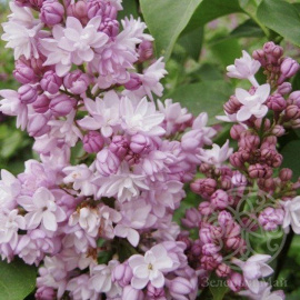 Сирень Фентези гиацинтовая 