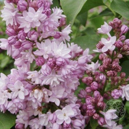 Сирень Фентези гиацинтовая 