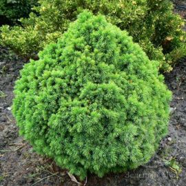 Ель Альберта Глоб канадская