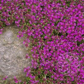 Тимьян Крипинг Ред ранний