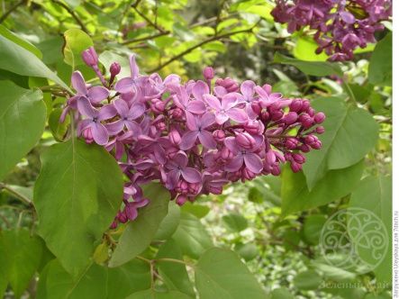 Сирень Севастопольский вальс