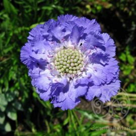 Скабиоза кавказская Fama Deep Blue