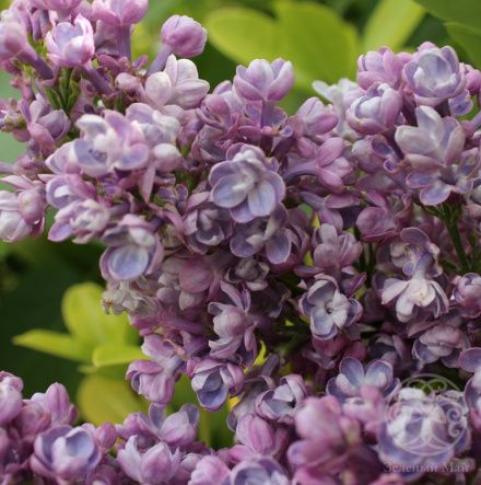 Сирень Катерина Хавемейер