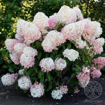 Гортензия Расберри Пинк метельчатая