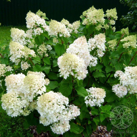 Гортензия Сильвер Доллар метельчатая 