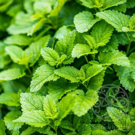 Мелисса лекарственная 