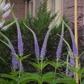 Вероникаструм виргинский Lavendelturm