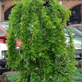 Карагана древовидная Pendula