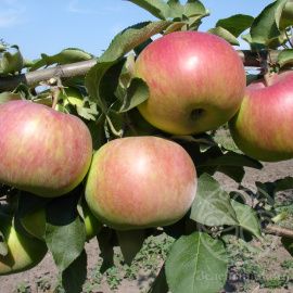 Яблоня Рождественское