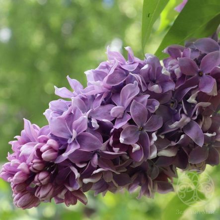 Сирень Серебрянный Век