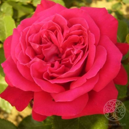 Роза Даме де Кёр чайно-гибридная
