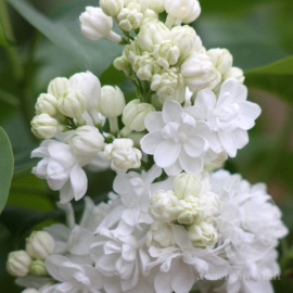 Сирень Мадам Лемуан