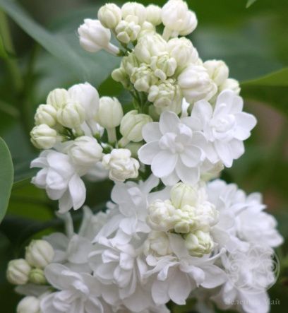 Сирень Мадам Лемуан