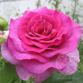 Роза Мелоди Парфюм чайно-гибридная