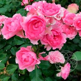 Роза Ай Эм Грейтфул флорибунда