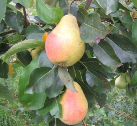 Груша Духмянная 