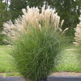 Мискантус китайский Gracillimus