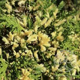 Можжевельник Экспанса Вариегата китайский