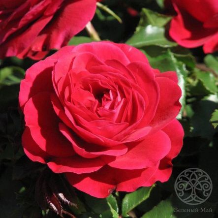 Роза Мона Лиза Штамб