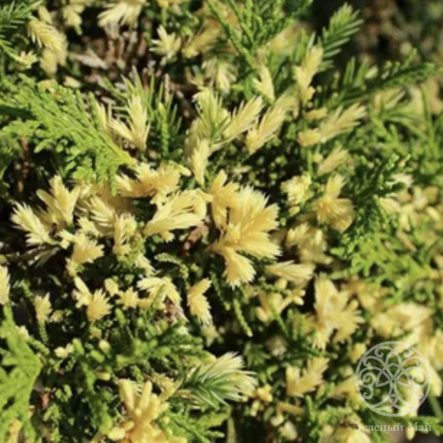 Можжевельник Экспанса Вариегата китайский