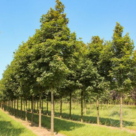 Клен Остролистный