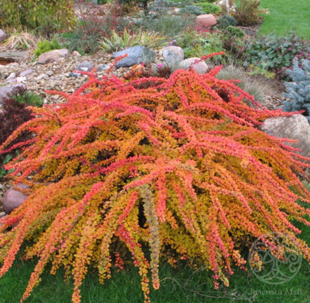 Барбарис Тунберга Грин Карпет