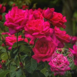 Роза Мария Каллас чайно-гибридная