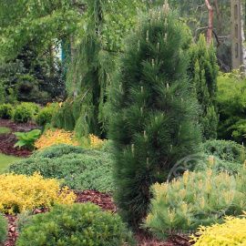 Сосна Зиммер черная 