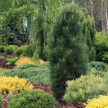 Сосна Зиммер черная 