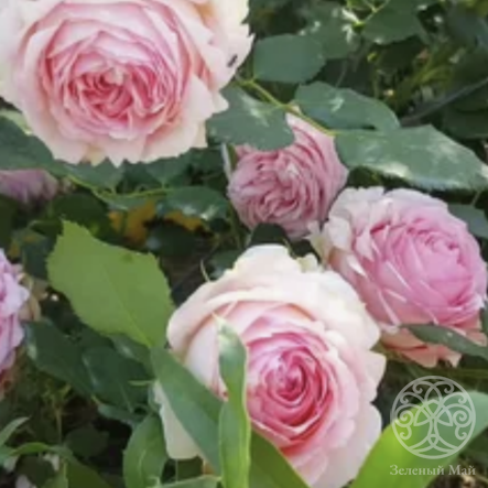 Роза Ферст Леди Штамб